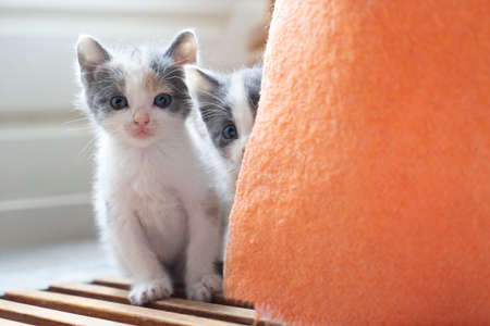 A Cute shy little Gray and white young cat or kitten looking at the camera from behind a blanketの写真素材