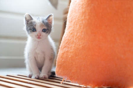 A Cute shy little Gray and white young cat or kitten looking at the camera from behind a blanketの写真素材