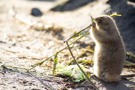 The black-tailed prairie dog, Cynomys ludovicianus, lives in colonies on the American prairies