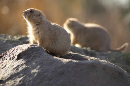 The black-tailed prairie dog, Cynomys ludovicianus, lives in colonies on the American prairiesの写真素材