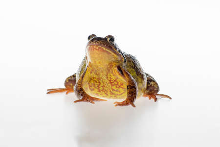 Big brown frog or European common frog, Rana temporaria, isolated on a white backgroundの写真素材