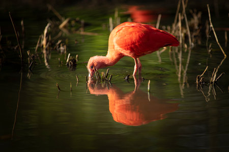 A Red Ibis, Eudocimus Ruber collects food while wading in water with reflectionの写真素材
