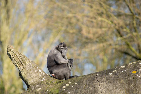 Celebes crested macaque on the branch of the tree. Close-up portrait. Endemic black crested macaque...