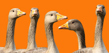 Five Gray geese heads isolated on an orange backgroundの写真素材
