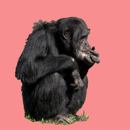 An Adult chimpanzee sitting on the ground isolated with a pink colored background and space for text