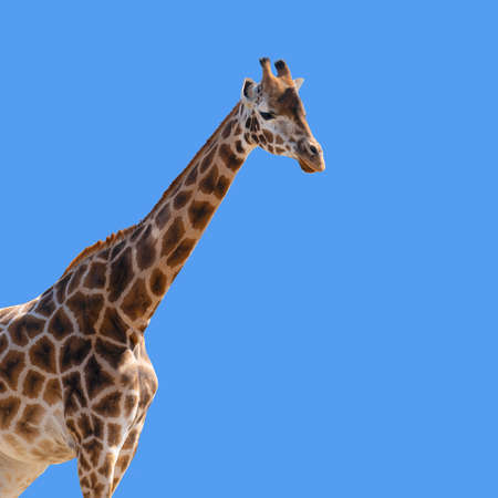 A Giraffe , Giraffa camelopardalis, isolated on a blue background with space for text