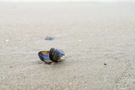 A Sea mussel shell on a sandy beach seen from above with copy space room for text. navy theme. Natural background. sideview. Mytilus edulisの写真素材