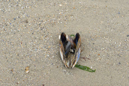A Sea mussel shell on a sandy beach seen from above with copy space room for text. navy theme. Natural background. top view. Mytilus edulisの写真素材
