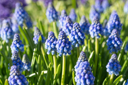 Muscari armeniacum Armenian grape hyacinth flowering blue garden plants and green leaves ornamental springtime flowers in bloomの写真素材