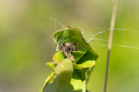 A Jumping spider hiding in a nest in a leaf with a prey and a soft green backgroundの写真素材