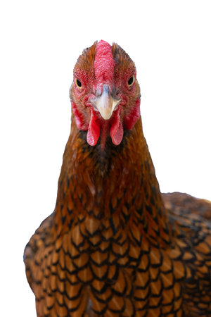 Wyandotte bantam Chicken golden laced isolated in white background front viewの写真素材