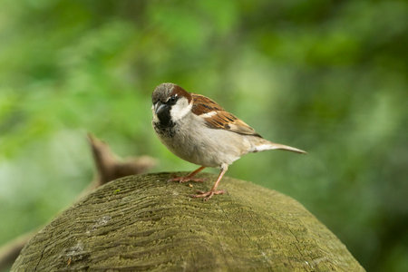 A Male Eurasian House Sparrow Passer domesticus common perching bird on a tree stemの写真素材