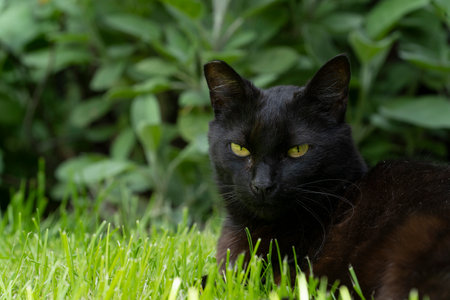 A Black cat lying andresting in a safe spot in the green grass in the garden looking at the cameraの写真素材