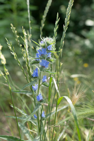 a close up of Botanical medicinal plant, blue blossom of echium vulgare or bugloss blueweed - Vipers...