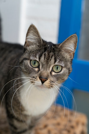 A gray and white tabby cat with large whiskers looking at the camera verticalの写真素材