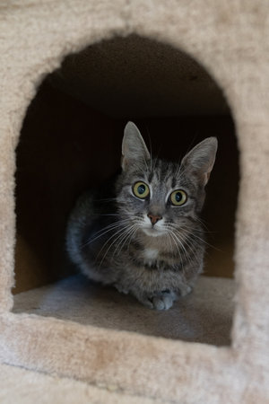 A White and gray tabby cat sitting and hiding in a safe spot in a scratching post looking at the cameraの写真素材