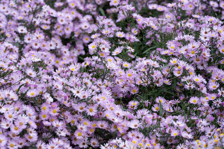 Many Growing beautiful Aster alpinus, dwarf pink alpine aster flowers richly blooming in the flowerbed in autumn, full frameの写真素材