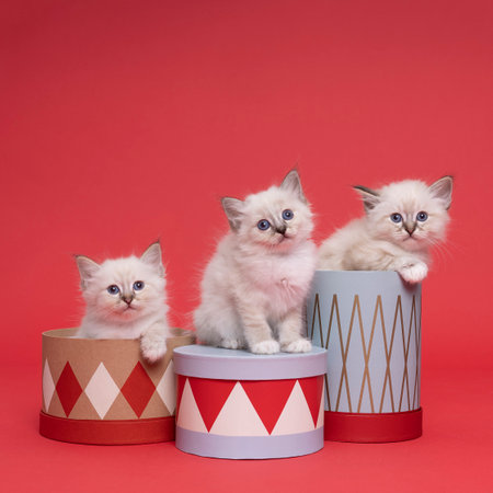 Three cute beautiful sacred burmese cat kittens sitting in and on boxes in studio close-up, luxury cat, red backgroundの写真素材