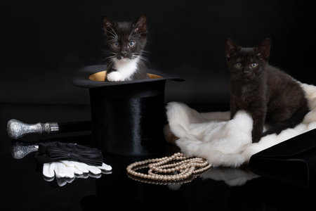 A cute black and a black and white kitten in a fancy stilllife setting with a top hat pearls and fur...