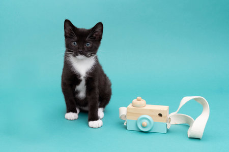 A Cute black and white kitten, cat in a blue studio setting with a toy camera looking at the lensの写真素材