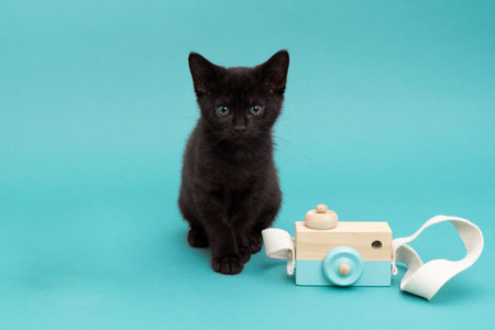 A Cute black kitten, cat in a blue studio setting with a toy camera looking at the lensの写真素材
