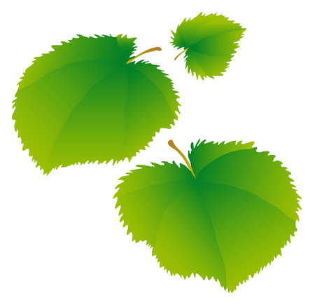 Young green leaves of a linden.のイラスト素材