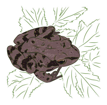 The brown meadow frog sits on green leaves