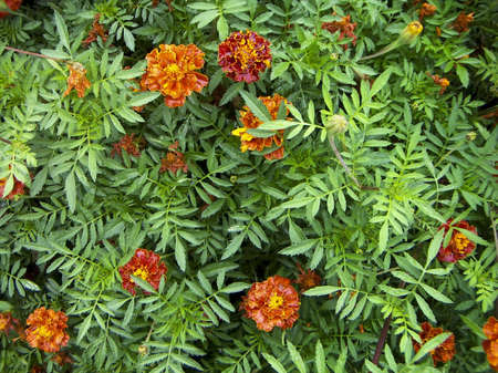 Orange-red flowers Tagetes against green leaves. After a rain.