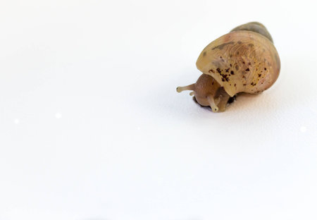 Giant African snail, Achatina, on a white background の写真素材
