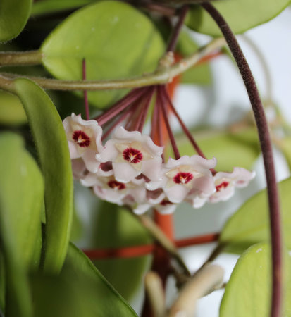 Delicate pink flowers Hoya  wax ivy  among green leaves の写真素材