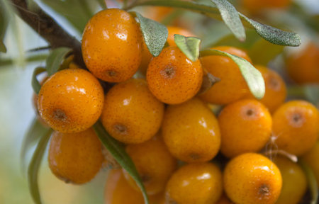 Branches with ripe berries of seabuckthorn 