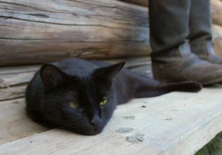 Black cat lying beside tarpaulin boots on a wooden bench  Focus on the boots の写真素材