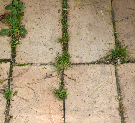 Grass growing through the bricks  Nature wins の写真素材