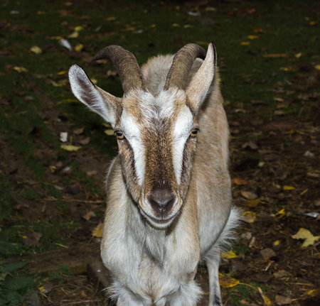 Rural goatの写真素材