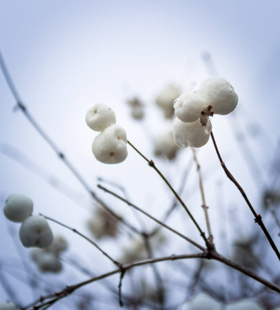 Snowberries (Symphoricarpos)の写真素材