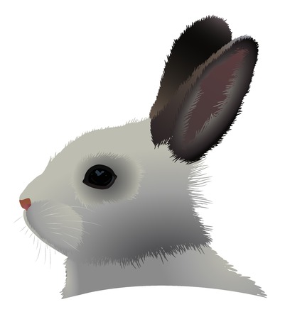 The head of beautiful gray rabbit with brown ears. Vector illustration. Isolated on white background.のイラスト素材
