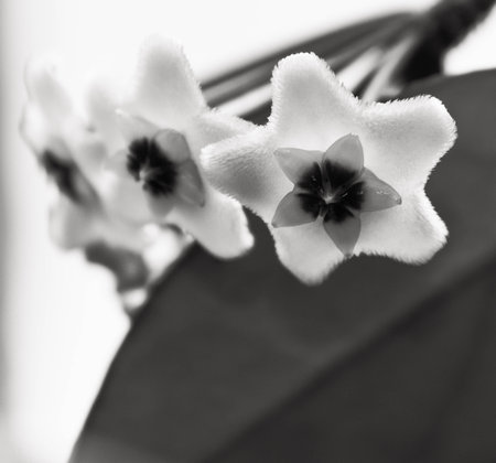 Beautiful delicate flowers Hoya wax ivy, among the leaves.の写真素材