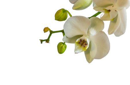 Beautiful white orchid flowers. Isolated on white background.の写真素材