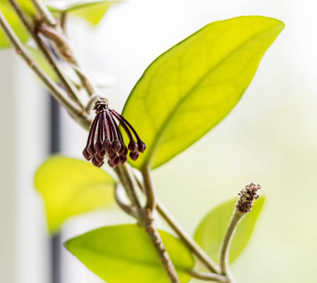 Flower buds Hoyaの写真素材