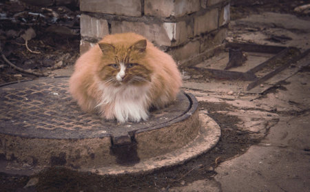 Red catの写真素材