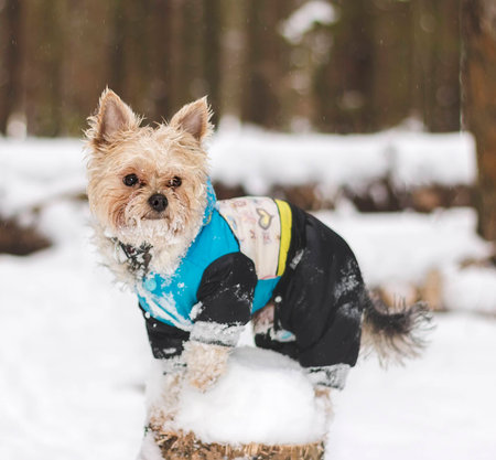 Yorkshire Terrierの写真素材