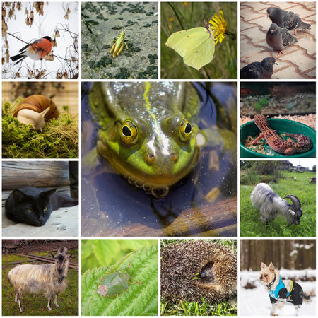 Collage with animalsの写真素材