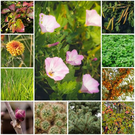 Collage with plantsの写真素材