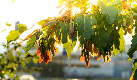 Silver maple, Acer saccarinumの写真素材