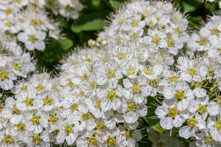 Inflorescences puzyreplodnika kalinolistnogo, Physocarpus opulifolius, on a Sunny summer day.