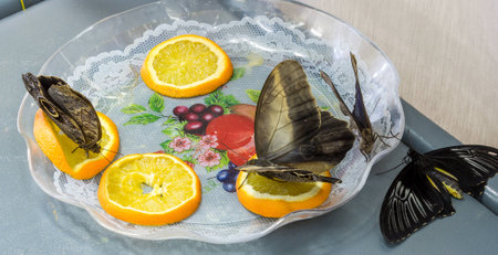 Tropical Butterflies drink the juice from the orange slices.の写真素材