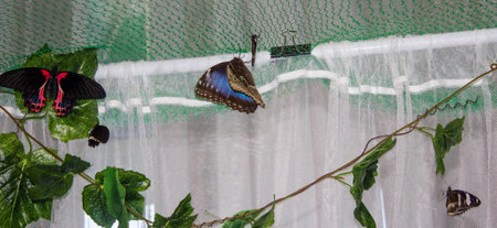 Bright tropical butterfly Papilio Rumanzovia and Hypolimnus Bolina.の写真素材