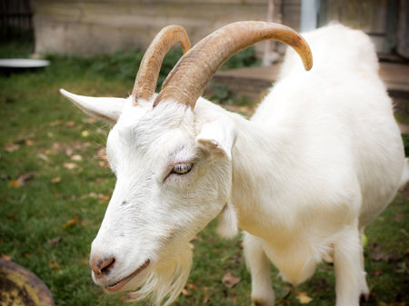 Adult white goat village with large horns.の写真素材