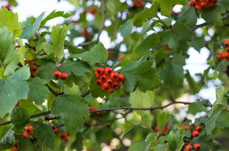 Bright orange ripe hawthorn berries among green leaves.の写真素材