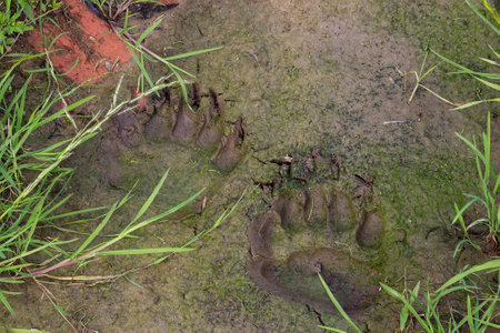 Fresh traces of brown bear, printed in the clay. Russia.の写真素材